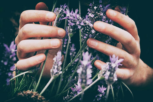 manos-de-persona-acariciando-lavanda