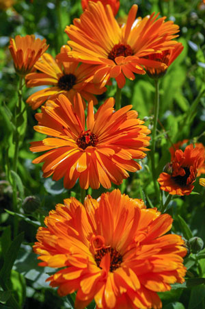 calendulas