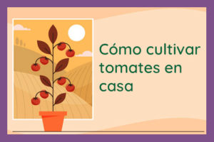 como-cultivar-tomates-en-casa-destacada