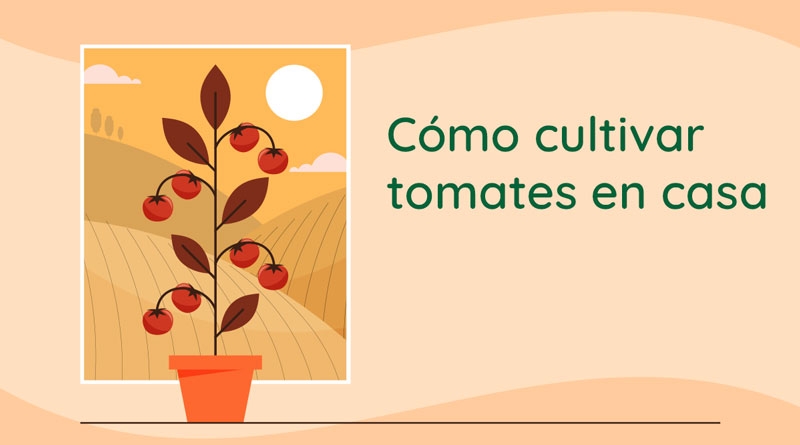 como-cultivar-tomates-en-casa-hero