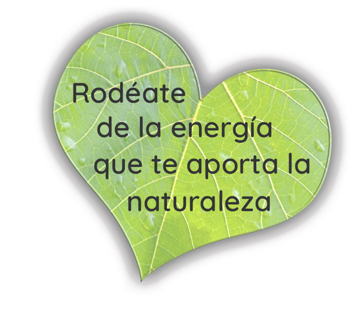 hoja-naturaleza-43