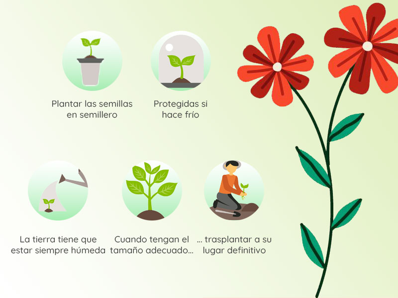 infografia-flores-en-el-huerto