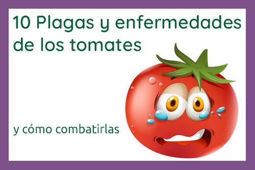 plagas-y-enfermedades-de-los-tomates-destacada