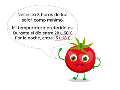 tomate-temperatura-y-luz-2