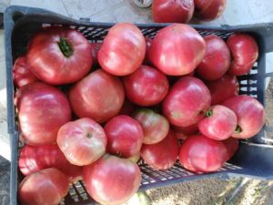 tomate-rosa-Agricultura