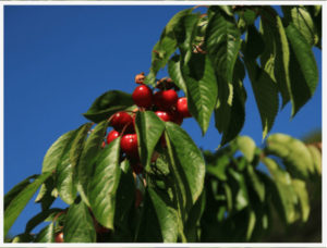 cereza-ecologica-mas-de-roc