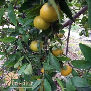 mandarinas-ecologicas--arbol-eco-citric