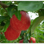 manzana-ecologica-mas-de-roc