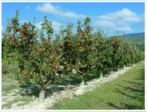 manzano-ecologico-mas-de-roc