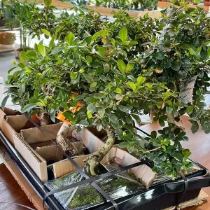 bonsai-dadaima-garden