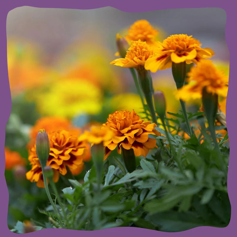 calendula