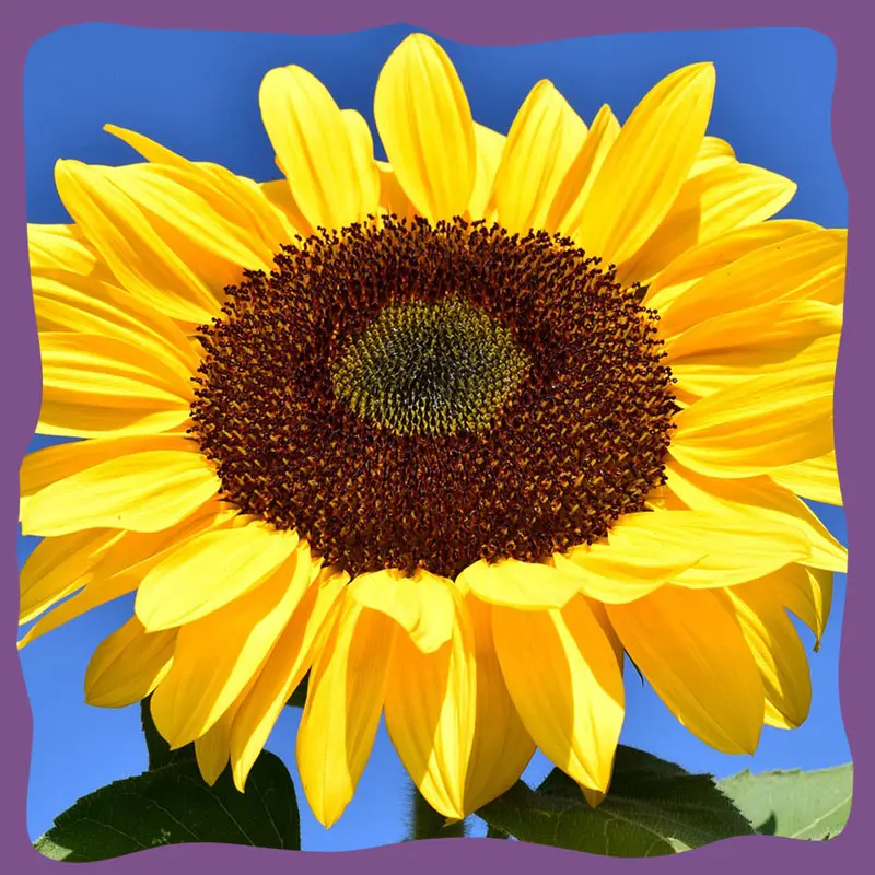 girasol-3