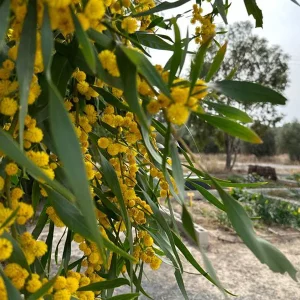 huero-urbano-el-rancho-dadaima-garden-8