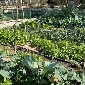 huerto-urbano-el-rancho-dadaima-garden