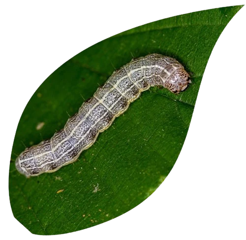 oruga-plagas-en-las-plantas