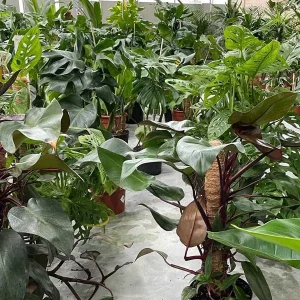 plantas-de-interior