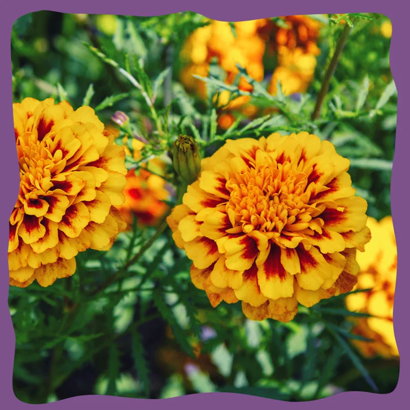 tagetes