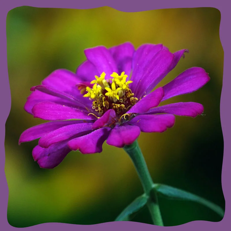 zinnia-2