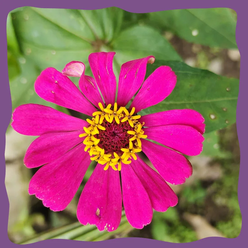 zinnia