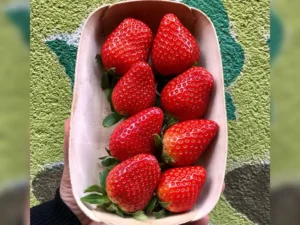 fresas-ecologicas-como-en-casa