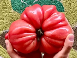 tomate-ecologico-como-en-casa