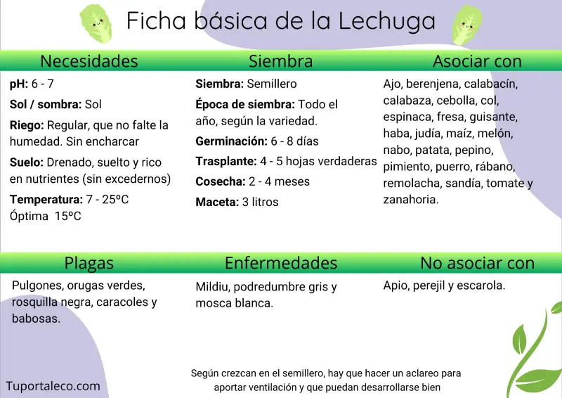 Ficha básica cultivo de la lechuga wp