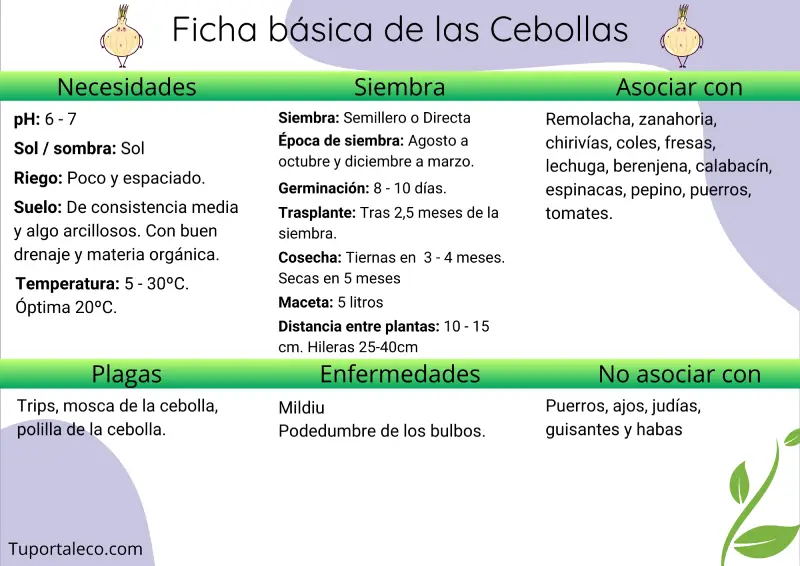 Ficha básica cultivo de las cebollas