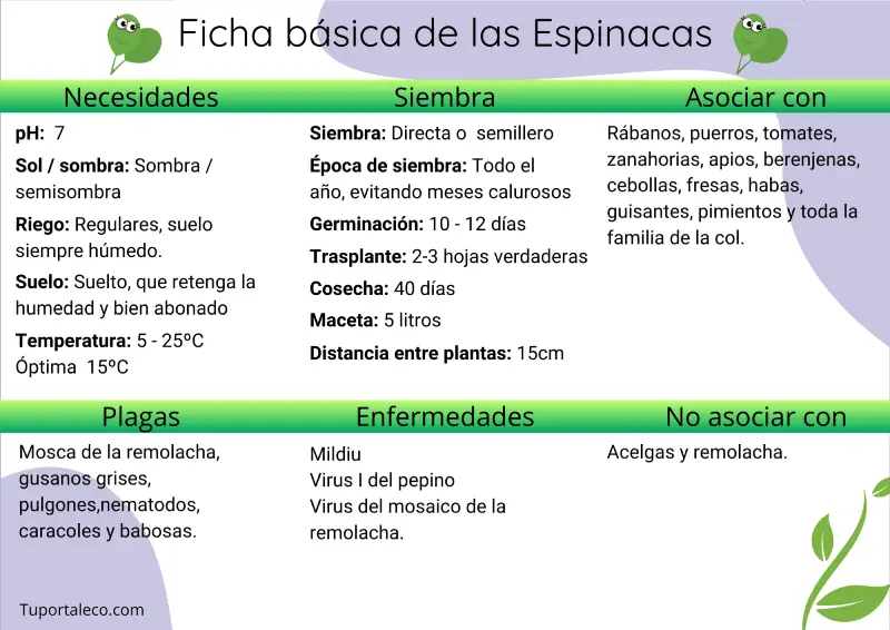 Ficha básica cultivo de las espinacas