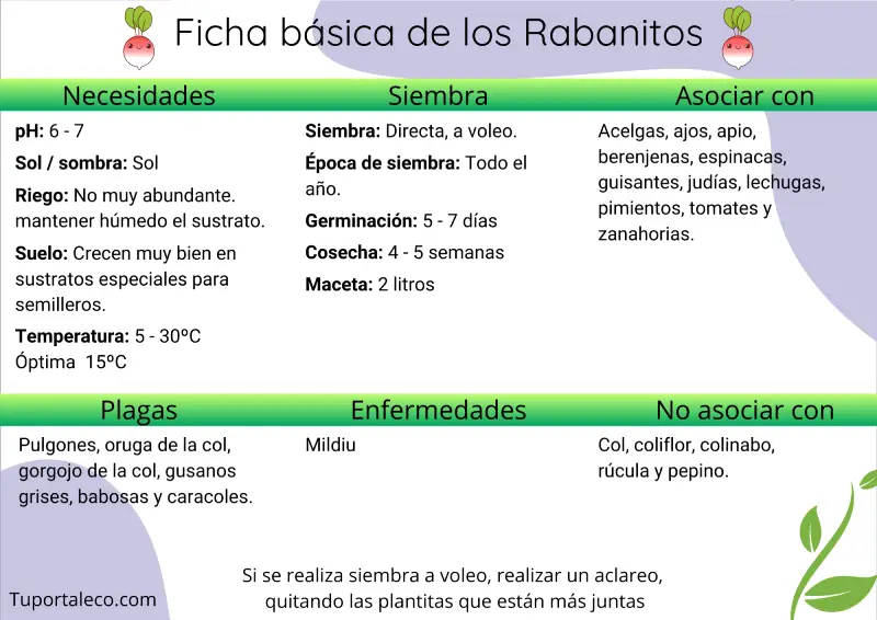 Ficha básica cultivo de los rabanitos wp