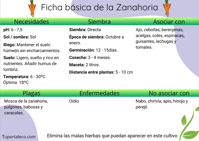 Ficha básica cultivo de la zanahoria wp